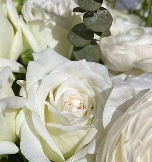 白玫瑰的象征意义和寓意（纯洁、无声的爱的使者）