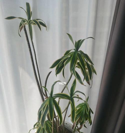 金边白合竹的养殖技巧（从种植到收成，教你轻松打造自己的竹林）