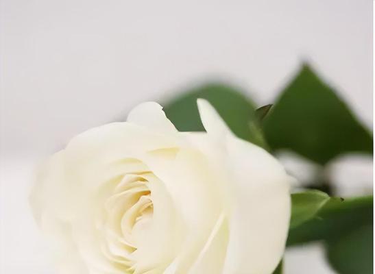 白玫瑰的象征意义及寓意（纯洁、无暇和无私的美丽）