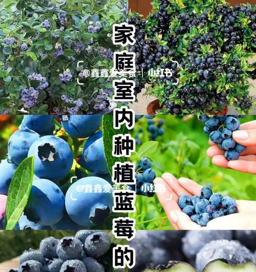 如何种植蓝莓？（从选择品种到日常管理，详细解析蓝莓种植方法）