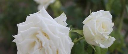 白玫瑰的花语和象征（用白玫瑰传达心意，探寻其深意）