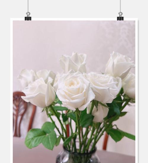 白玫瑰的花语和象征（用白玫瑰传达心意，探寻其深意）