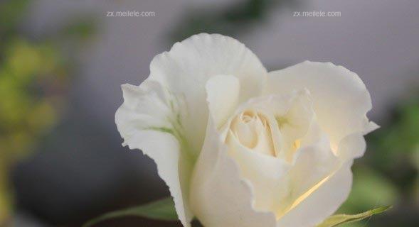 白玫瑰的花语与寓意（寓意纯洁无暇，）
