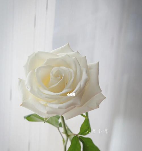 白玫瑰的美丽和纯洁之寓意（探索白玫瑰的象征意义与文化价值）