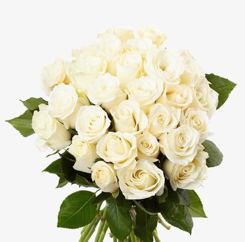 白玫瑰花语的美丽与含义（探秘白玫瑰的情感表达与象征意义）