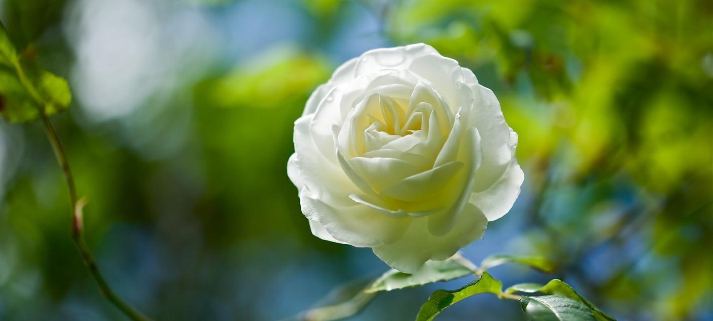 白玫瑰花语与代表意义（深入解读白玫瑰的象征和内涵）