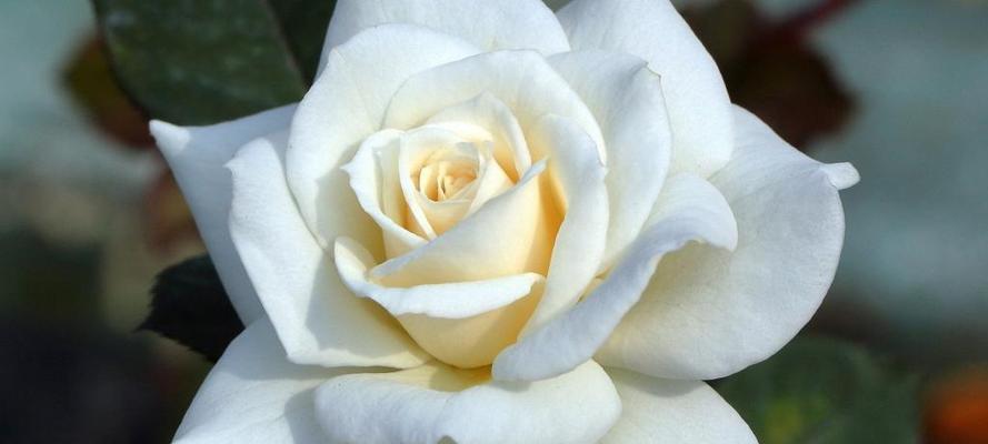 白玫瑰的花语与寓意（纯洁、无瑕、爱情的诺言）