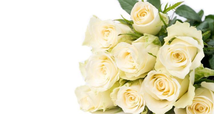 白玫瑰的花语与寓意（纯洁、无瑕、爱情的诺言）