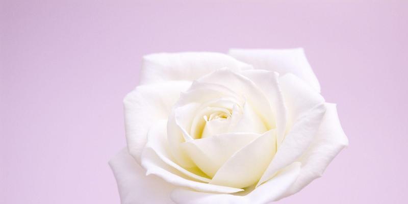 白玫瑰的寓意与象征（纯洁与爱的化身——白玫瑰）