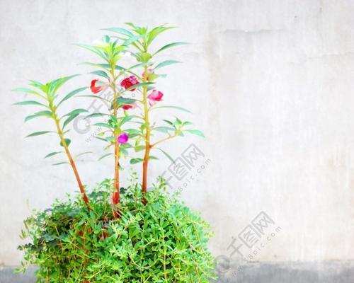 玻璃翠盆栽的种植技巧（让你的家居更有生气）