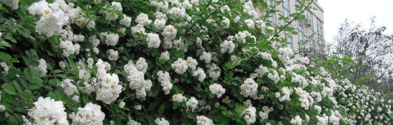 白蔷薇花的含义与象征（唯美的白色花朵，纯洁与爱的象征）