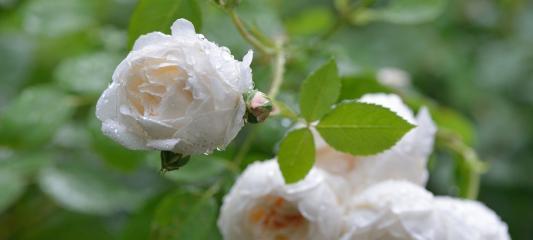 白蔷薇的花语（探寻白蔷薇花朵的象征意义与美学价值）