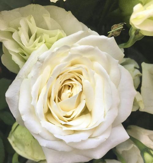 白蔷薇的花语（探寻白蔷薇花朵的象征意义与美学价值）