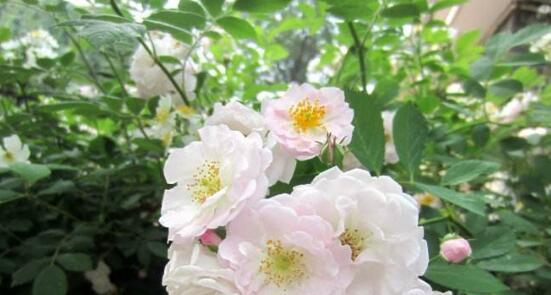 白蔷薇之美（探寻白蔷薇的花语与象征意义）