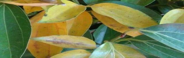 平安树叶子发黄掉落的原因及应对方法（保护平安树，从根开始）