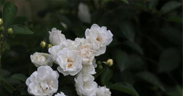 白蔷薇花语的含义与传承（探索白蔷薇的浪漫与神秘）