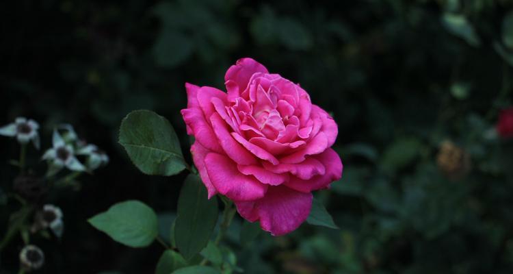 月季花开的时节（春日里的芳菲，繁花似锦的盛景）