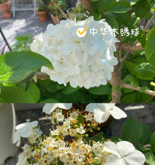 白琼花的花语和意义（解读白琼花的传达信息及象征意义）