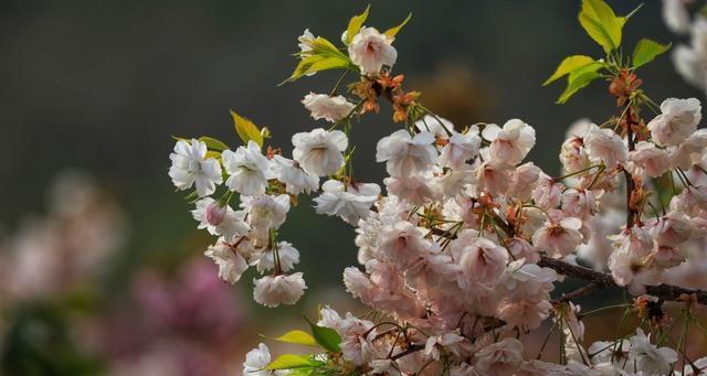 樱花的多彩色彩（探索樱花的五种主要颜色）