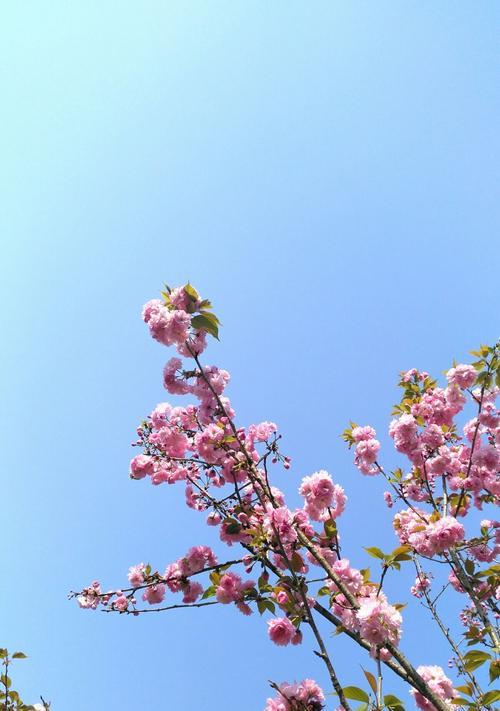 樱花的多彩色彩（探索樱花的五种主要颜色）