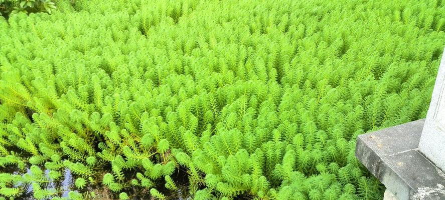 深入了解水里的植物世界（探索水底花园，欣赏奇妙植物生态）
