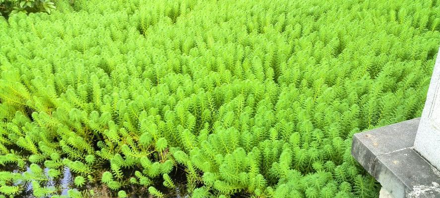 深入了解水里的植物世界（探索水底花园，欣赏奇妙植物生态）