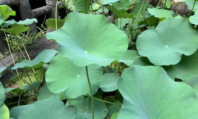 深入了解水里的植物世界（探索水底花园，欣赏奇妙植物生态）