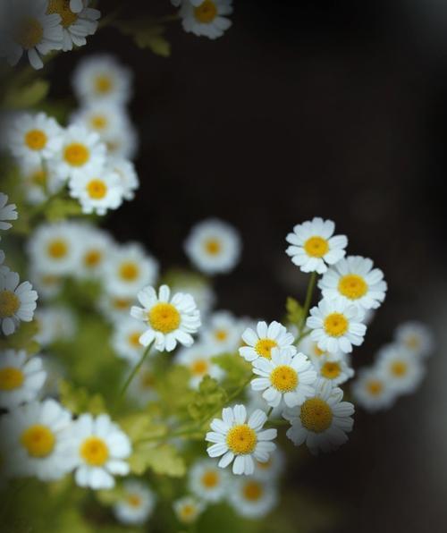 白色雏菊的花语——纯洁与希望的象征（白色雏菊，花开如雪，寄托着纯洁与希望的情感）