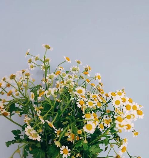 白色雏菊的花语——纯洁与希望的象征（白色雏菊，花开如雪，寄托着纯洁与希望的情感）