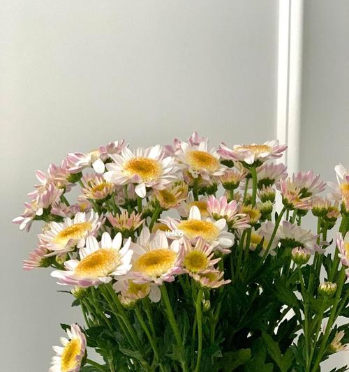 白色雏菊的花语——纯洁与希望的象征（白色雏菊，花开如雪，寄托着纯洁与希望的情感）
