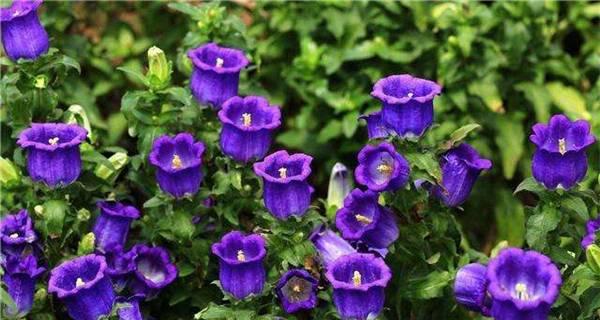 风铃草的养护与管理（-繁殖、浇水、施肥、修剪、防虫、移栽、控制草高、注意事项）