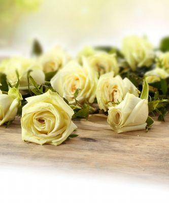 白色玫瑰花的花语及其象征意义（探寻白色玫瑰花的内涵和美丽）