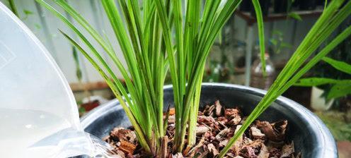 秋季兰花的正确浇水方式（怎样合理浇水，让兰花秋季更美丽）