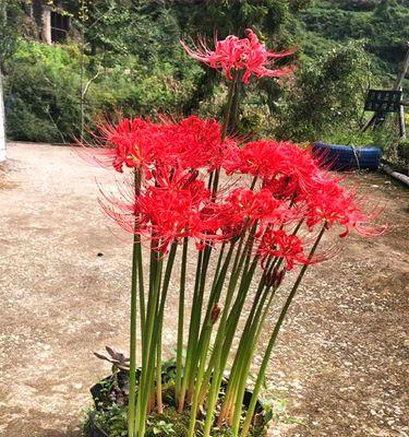 如何成功种植彼岸花（彼岸花生长全攻略）