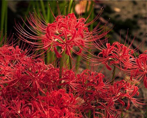 如何成功种植彼岸花（彼岸花生长全攻略）