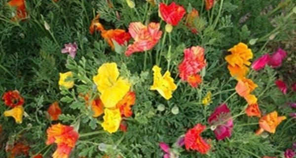 花菱草播种的时间及方法（掌握花菱草生长规律，让你的花园更美丽）