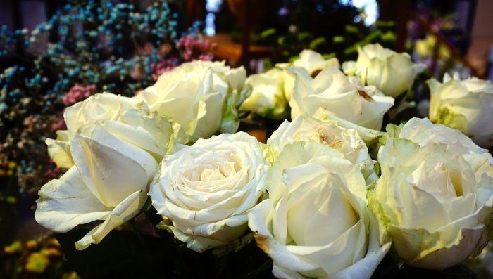 白色玫瑰的寓意与象征——爱、纯洁和祝福（以白色玫瑰为媒介，传递爱与祝福的美好情感）