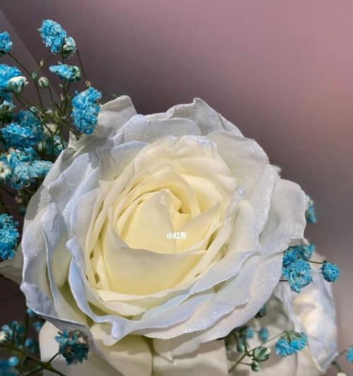 白色玫瑰花（以花朵之语诠释爱情、友情与尊重）