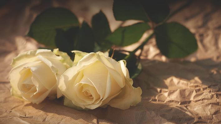白色玫瑰花的纯洁之美（探索白色玫瑰花的象征意义与文化内涵）