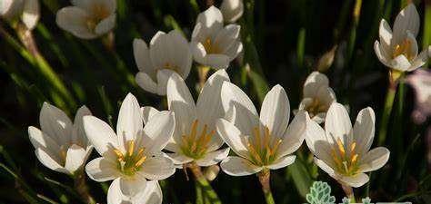 韭兰的种植与管理技巧（打造高产、高质的韭兰种植基地）