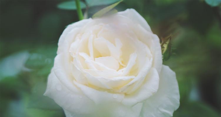 白色玫瑰花语的美丽和神秘（探索白色玫瑰背后的意义与象征）