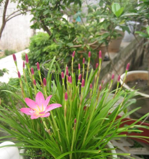 韭兰的种植与管理技巧（打造高产、高质的韭兰种植基地）