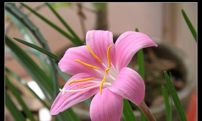 韭兰的种植与管理技巧（打造高产、高质的韭兰种植基地）
