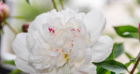 白色牡丹花（揭示白色牡丹花的美丽寓意与文化内涵）