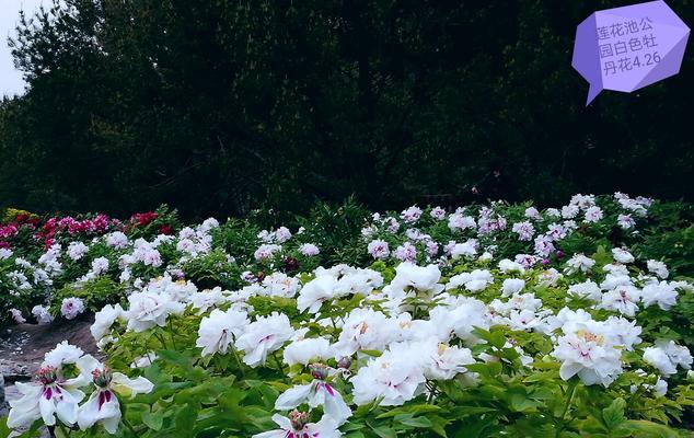 白色牡丹花（揭示白色牡丹花的美丽寓意与文化内涵）