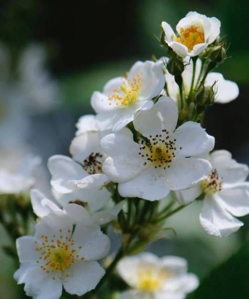白色蔷薇花语的美丽寓意（纯洁、神秘与爱的象征——探寻白色蔷薇的深意）