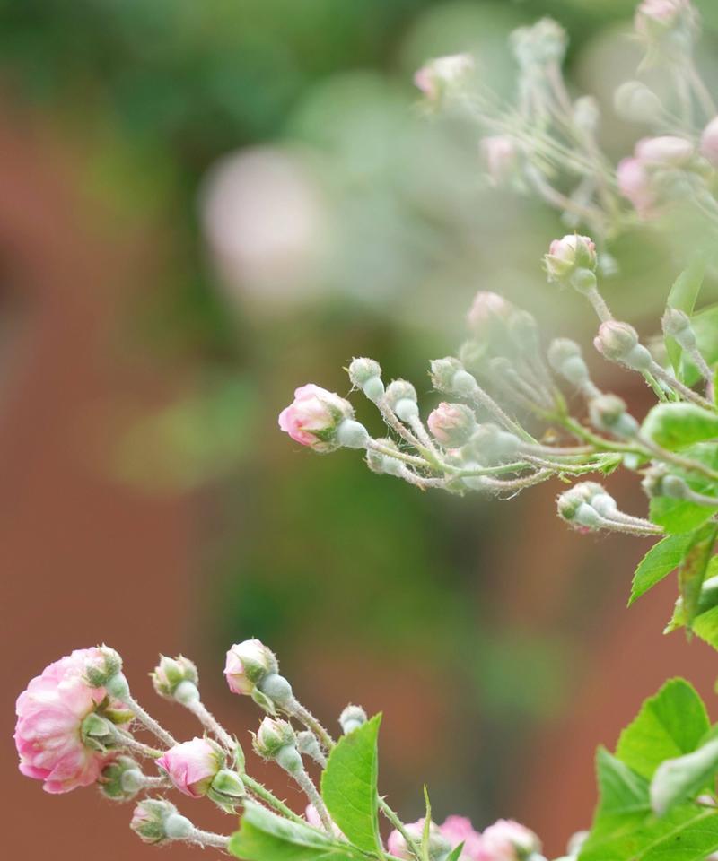 白色蔷薇花语的美丽寓意（纯洁、神秘与爱的象征——探寻白色蔷薇的深意）