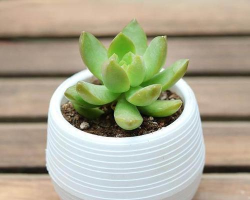 多肉植物养护全攻略（从浇水到修剪，让你的多肉植物健康成长）