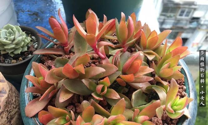 多肉植物养护全攻略（从浇水到修剪，让你的多肉植物健康成长）