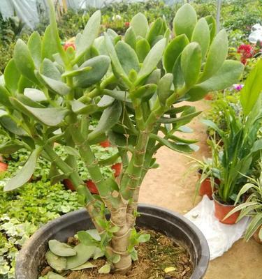 多肉植物养护全攻略（从浇水到修剪，让你的多肉植物健康成长）
